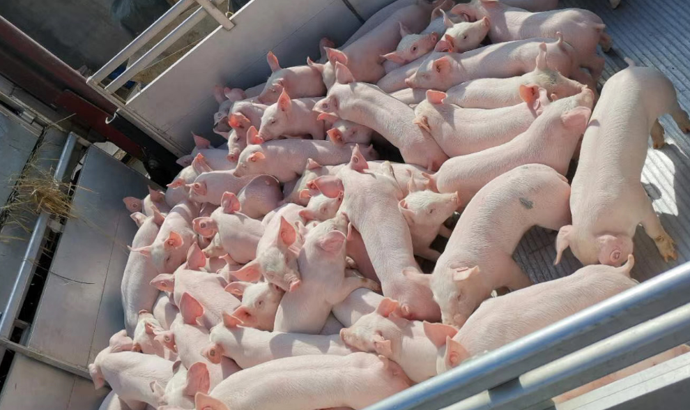 德赢·(VWIN)官方网站-AC米兰官方合作伙伴